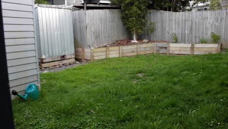 birds fly around and feed in a small residential back yard, whangarei, new zealand