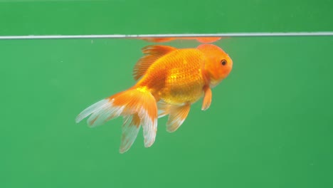 gold fish on green screen background