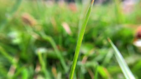 la cámara sigue a una abeja melífera en cámara lenta con una lente macro mientras vuela de flor en flor
