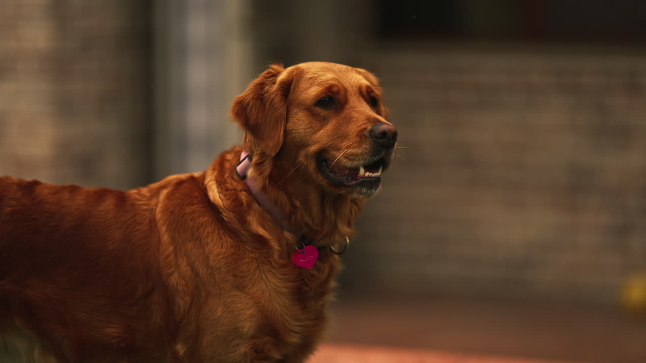 그의 동반자를 찾는 마음을 가진 아름다운 골든 리트리버