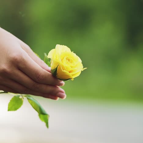 young woman with yellow rose in hands. yellow flower
