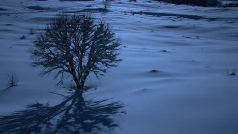 a solitary tree stands amidst a snow-covered landscape, casting intricate shadows under the moonlight, evoking a tranquil and serene winter atmosphere