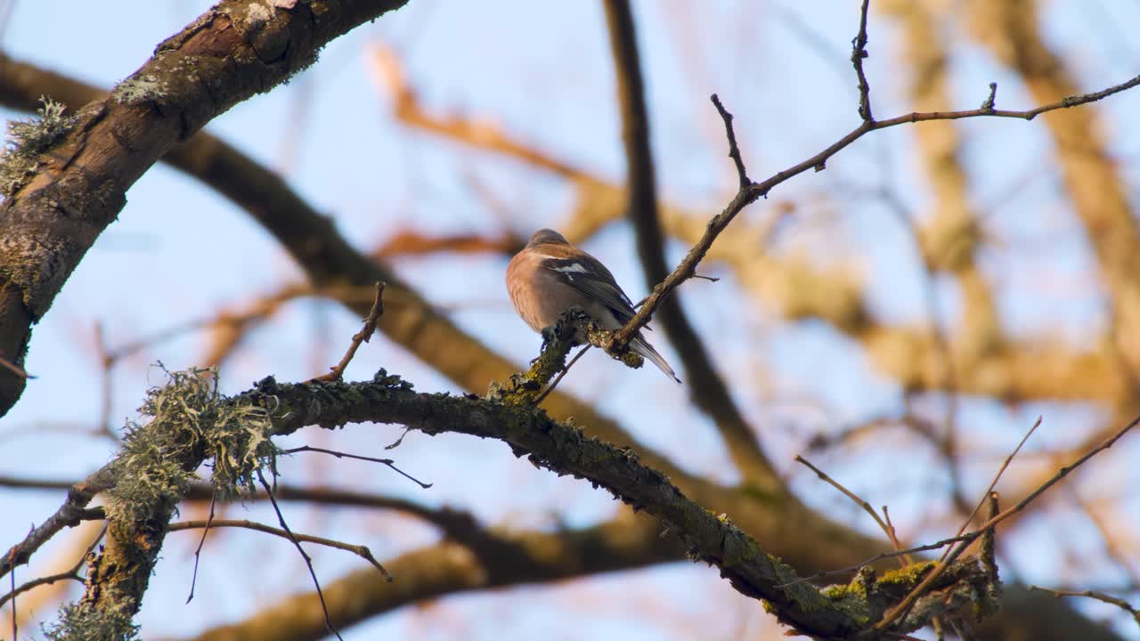 아침에 노래하는 chaffinch fringilla coelebs