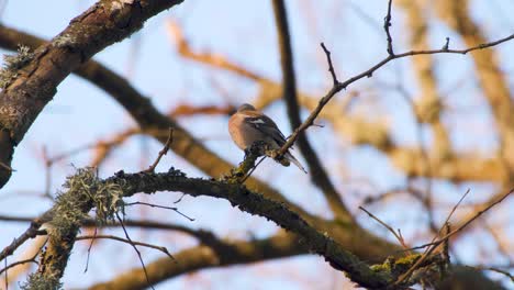 Buchfinken-Fringilla-Coelebs-Singen-Morgens