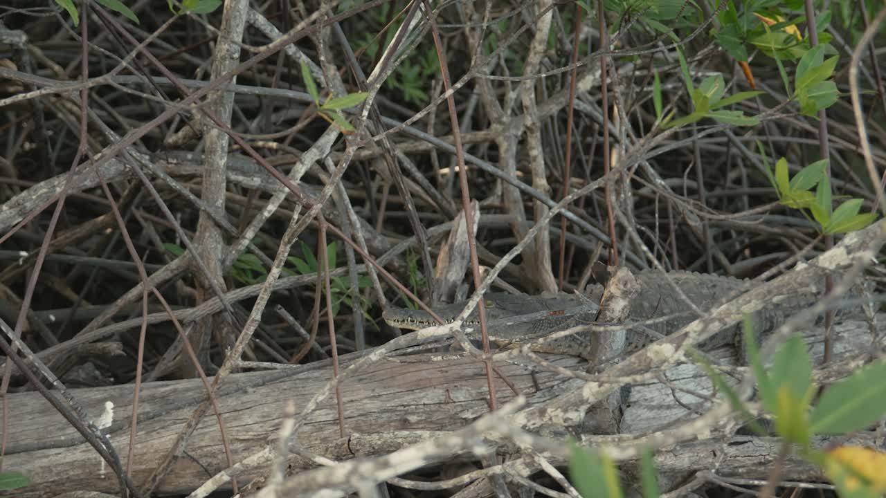 Crocodile camouflaged on a log, surrounded by dense branches and vegetation in Costa Rica mangrove