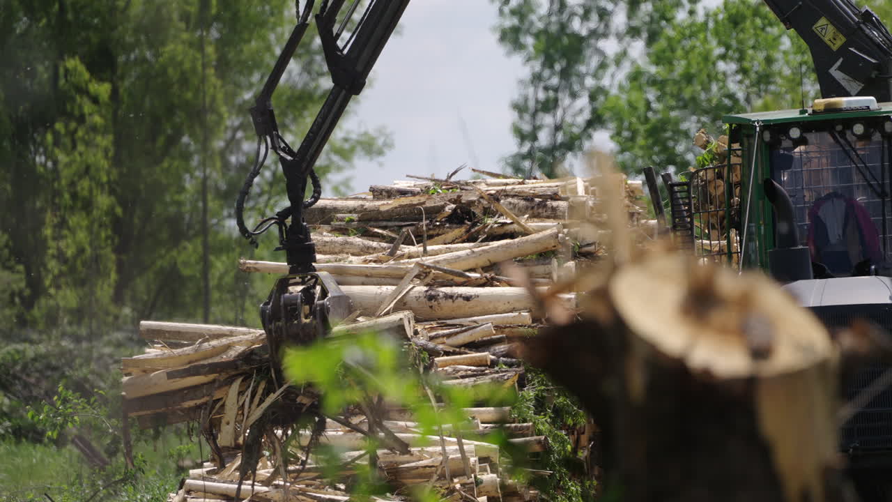 Logging operation with a mechanical claw machine and stacking cut logs in a forest area.
