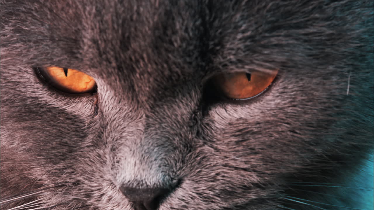 Close up of the intense orange eyes of a grey British Shorthair cat