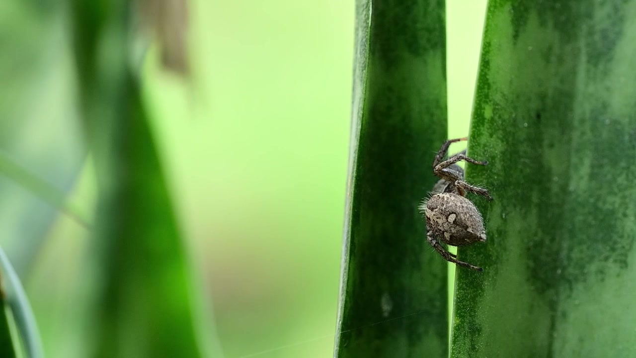 High-definition imagery highlights the spider's striped face and large glistening eyes as it peers over a clean variegated leaf margin.