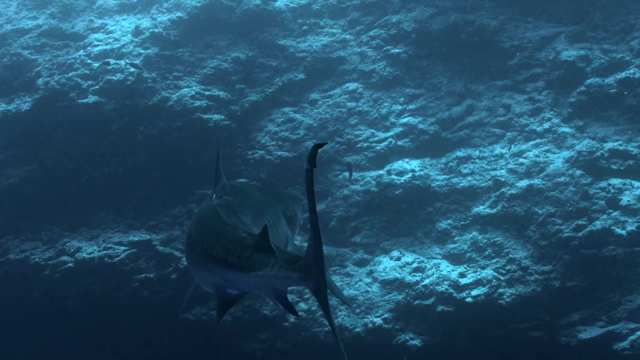 Underwater footage of a Tiger Shark swimming away from camera | 4k slow-motion