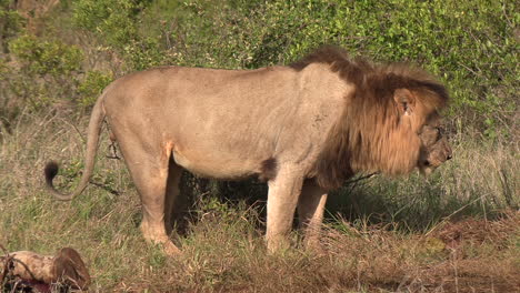 Un-León-Macho-Alimentándose-De-Los-Restos-De-Un-Cadáver.