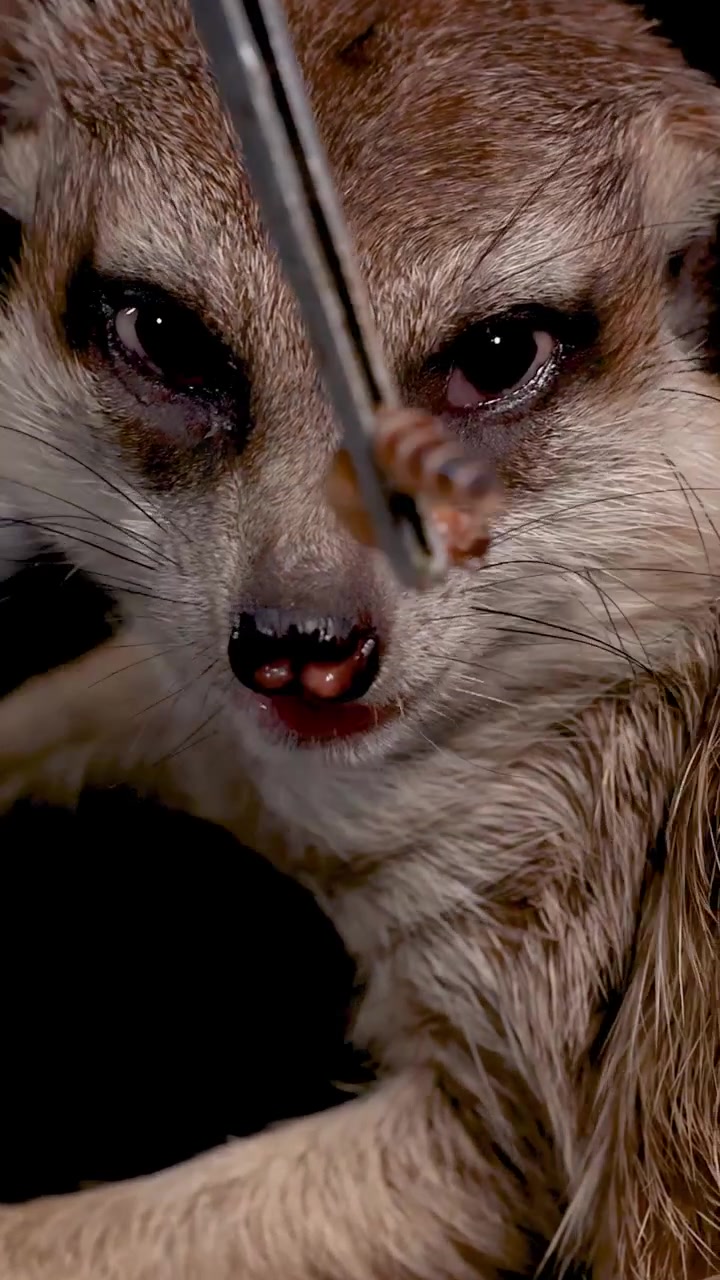Un suricato come un gusano de la harina de unas pinzas metálicas en un primer plano con fondo oscuro.