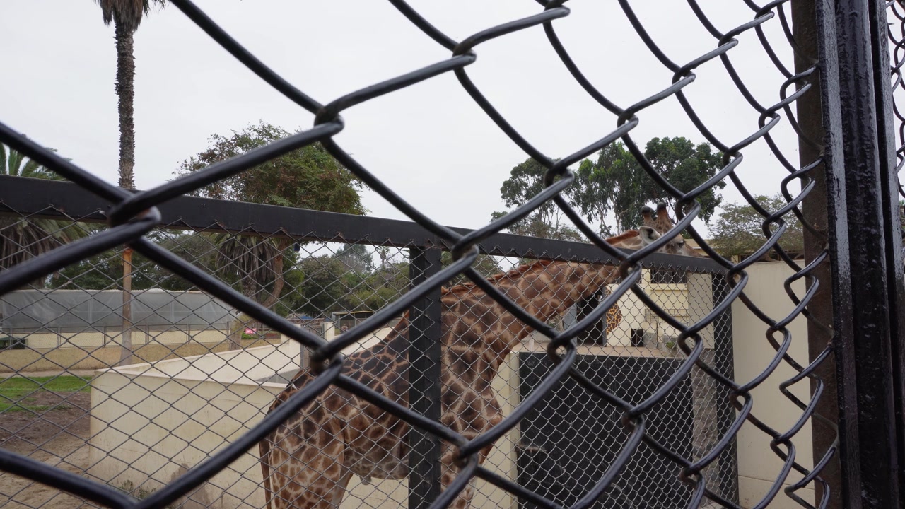 Una giraffa alta dietro alcune recinzioni all'interno del suo recinto. Situata all'interno dello zoo "Parque de las Leyendas" nel distretto di San Miguel a Lima, Perù.