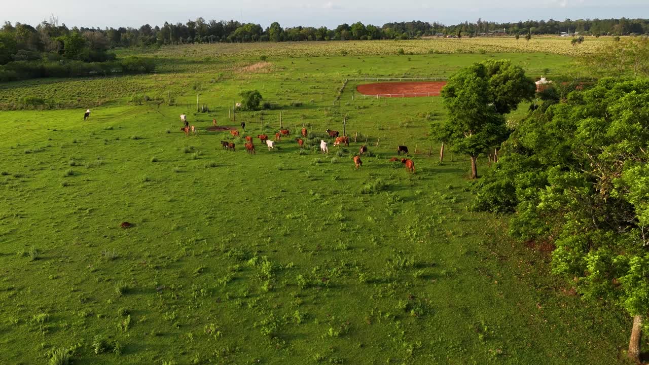 A bird's-eye view of cows grazing in a marvelous green field in Misiones, Argentina
