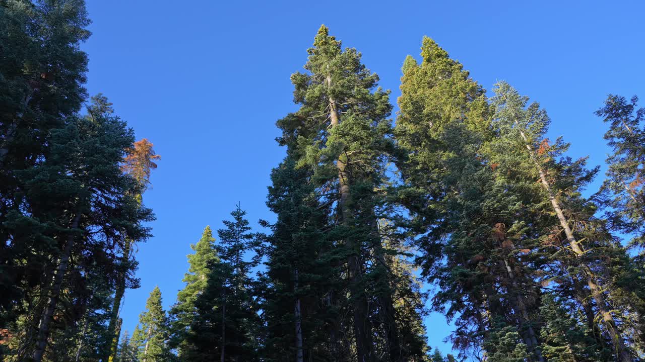 Static 4K shot points straight up the trunks of several giant incense cedar trees, ending on their green canopy against blue sky