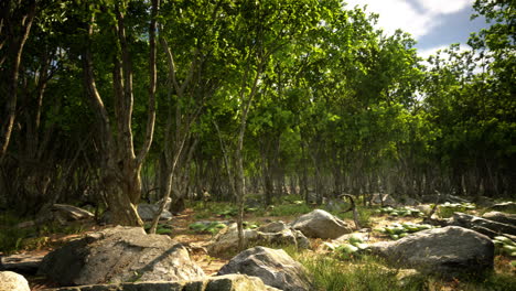 raíces de un árbol en un bosque brumoso