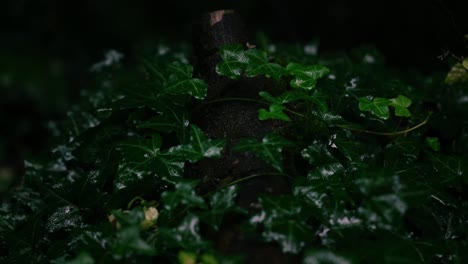 ivy leaves growing on tree stump and hit by raindrops in dark moody forest setting, cinematic natural camera movements