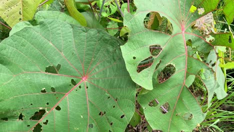 caterpillar eating leaves over time lapse