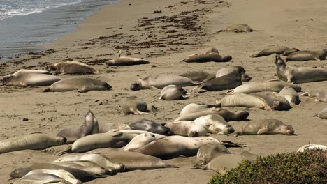 Las-Focas-Yacían-En-La-Playa-Soleada