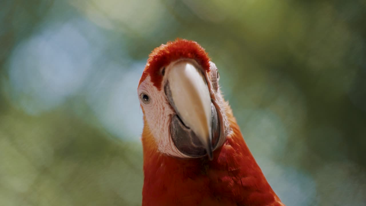 Bellissimo ara macao rosso che riposa nella natura selvaggia, scatto macro ravvicinato.