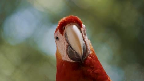 bonito loro guacamayo ara rojo descansando en el desierto, primer plano macro