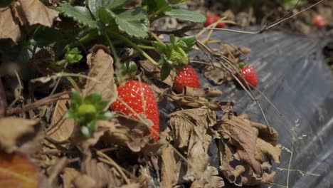 strawberries in the orchard in nature