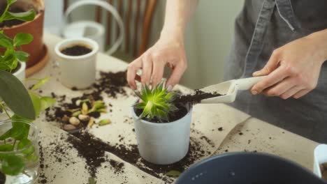 crop woman transplanting succulent on table