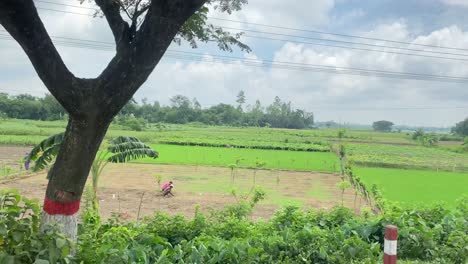 pov shot of beauty of rural bangladesh as seen from train in a bright sunny day