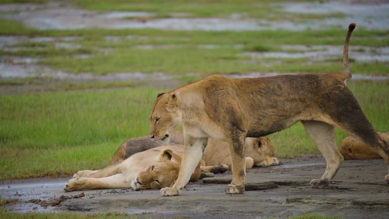 Lion walking past sleeping Lions in Serengeti Tanzania. Slow motion.
