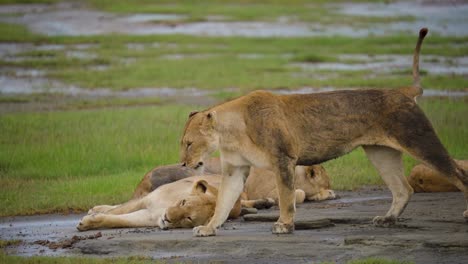 lion walking past sleeping lions in serengeti tanzania. slow motion.