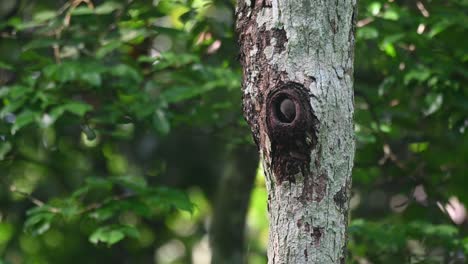 Collared-Pygmy-Owl,-Taenioptynx-brodiei,-Kaeng-Krachan-National-Park,-Thailand