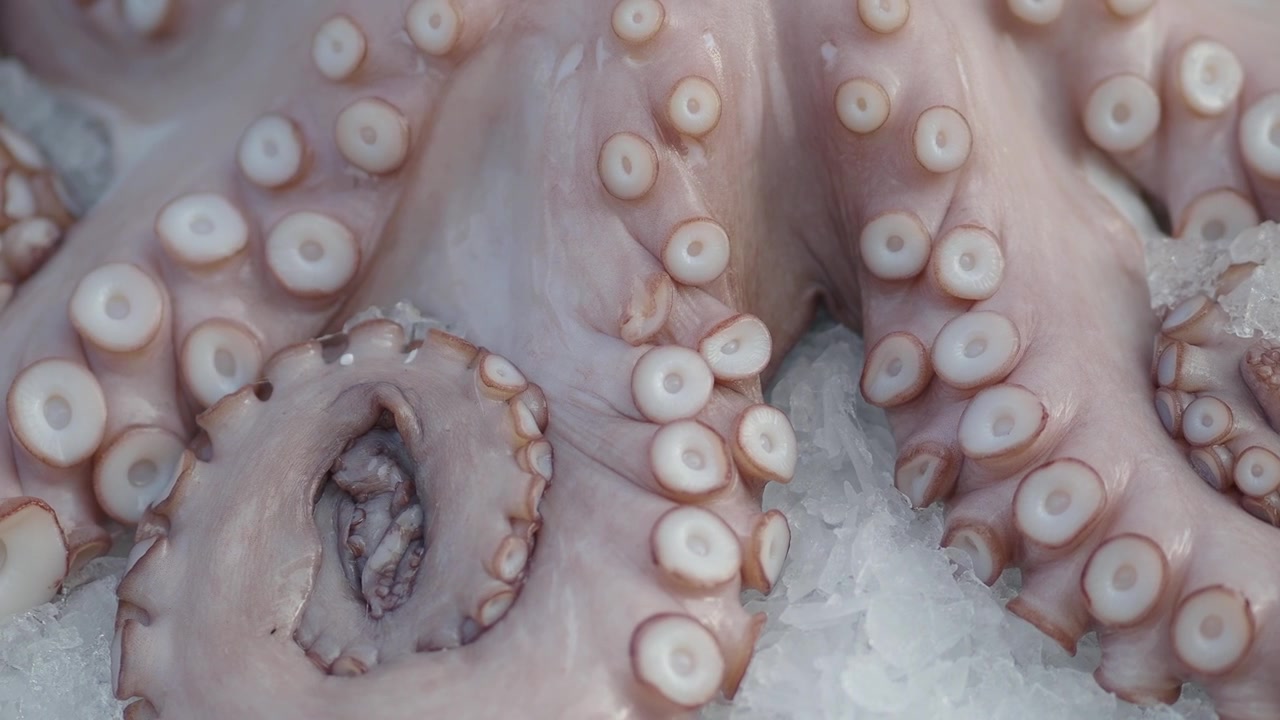 Tentáculos de pulpo crudos exhibidos sobre hielo picado.