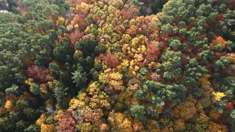 colorido bosque caducifolio de otoño en polonia, aéreo de arriba hacia abajo