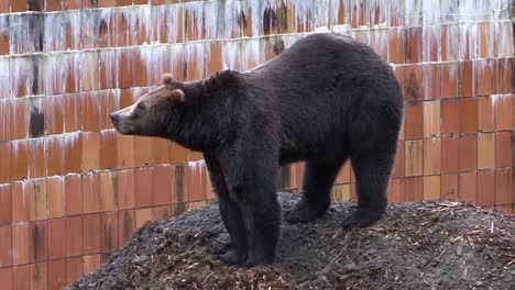 black bear slowly coming down from a mound of earth on a rainy day