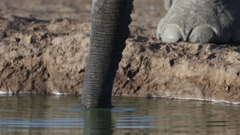 Closeup of an African elephant's foot and trunk while standing at a waterhole and drinking, Mashatu Game Reserve