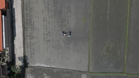 Straight-down-aerial-of-rice-farmer-in-flooded-field-with-walking-plow