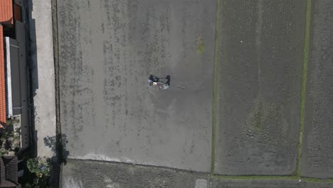 straight down aerial of rice farmer in flooded field with walking plow