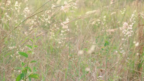 Weiße-Grasblumen-Unter-Dem-Trockenen-Gras