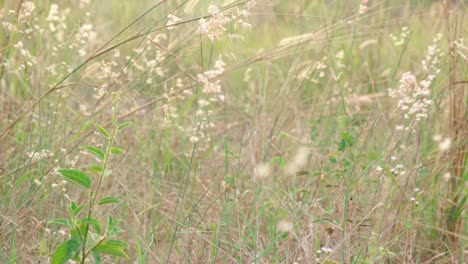 flores de hierba blanca entre la hierba seca