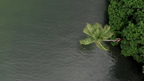 4k aerial top down drone shot of a 25-year-old indian male sitting on top of a slopped coconut tree by the the backwaters of munroe island, ashtamudi lake, kerala