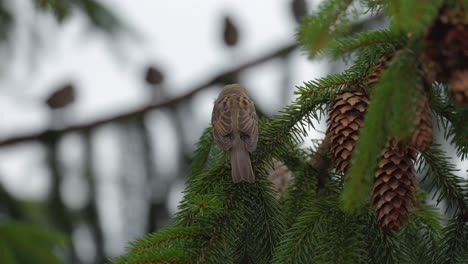 sparrow on the branch of a pine tree silhouettes of more in background