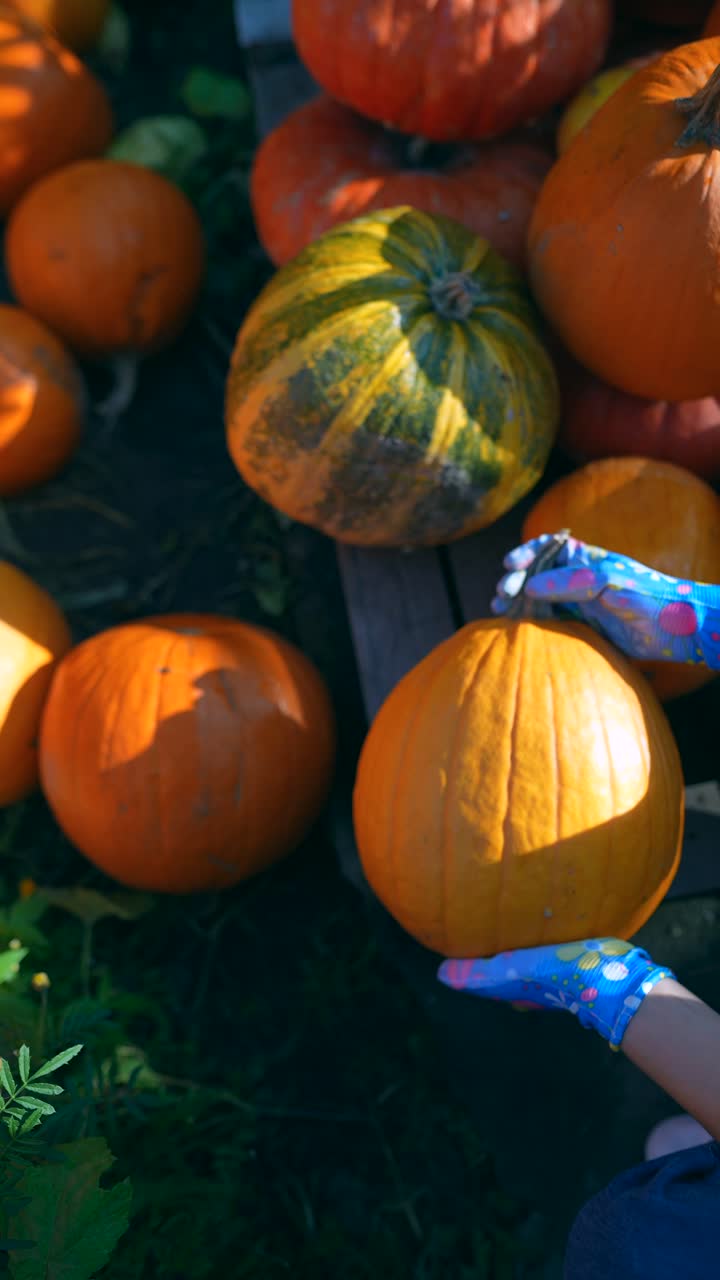 recogiendo calabazas en una granja