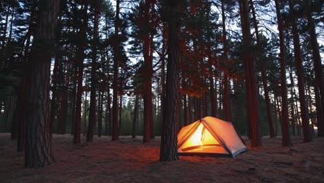 camping in the woods at sunset