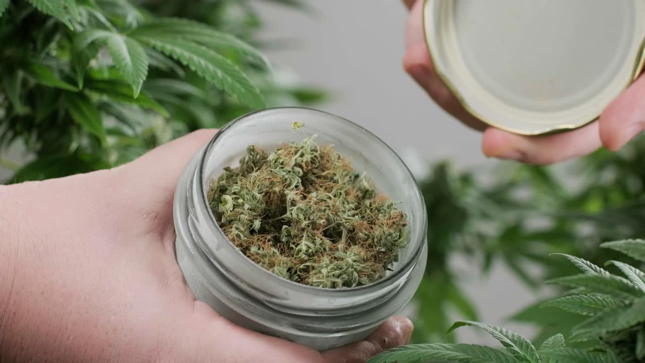 대마초 재배: 의학에 사용하기 위한 대마초 연구, 데이터 수집, 대마초 기름 연구, 마리화나 생산.