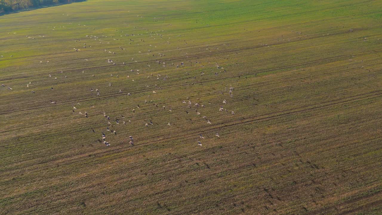 A large flock of birds scattered across an open grassy field during daytime, aerial view
