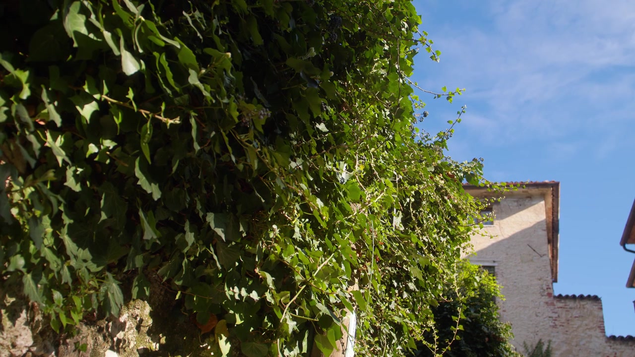 Edera illuminata dal sole che si arrampica su un vecchio muro di pietra accanto a edifici rustici in un contesto di città storica.