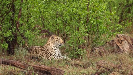 male leopard laying in the lush green landscape and yawning before he gets up and walks out the frame