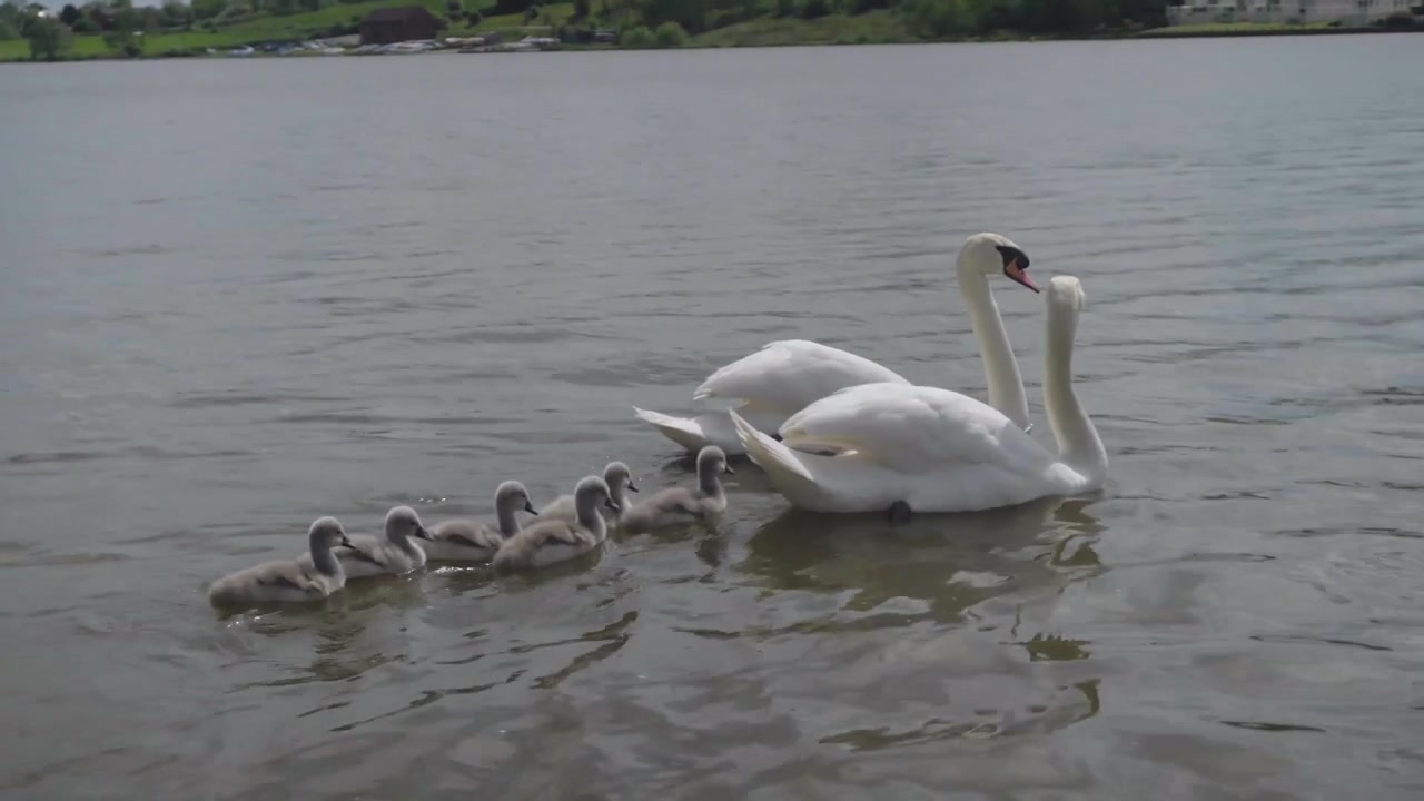 Família de cisnes exibindo filhotes de cisne na água, Cheshire, Reino Unido.