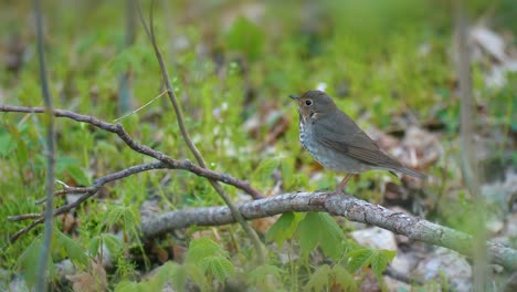 aves de migración de la primavera 4k naturaleza