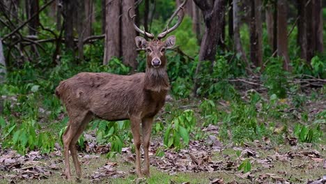 Der-Eldhirsch-Ist-Aufgrund-Von-Lebensraumverlust-Und-Jagd-Eine-Vom-Aussterben-Bedrohte-Art