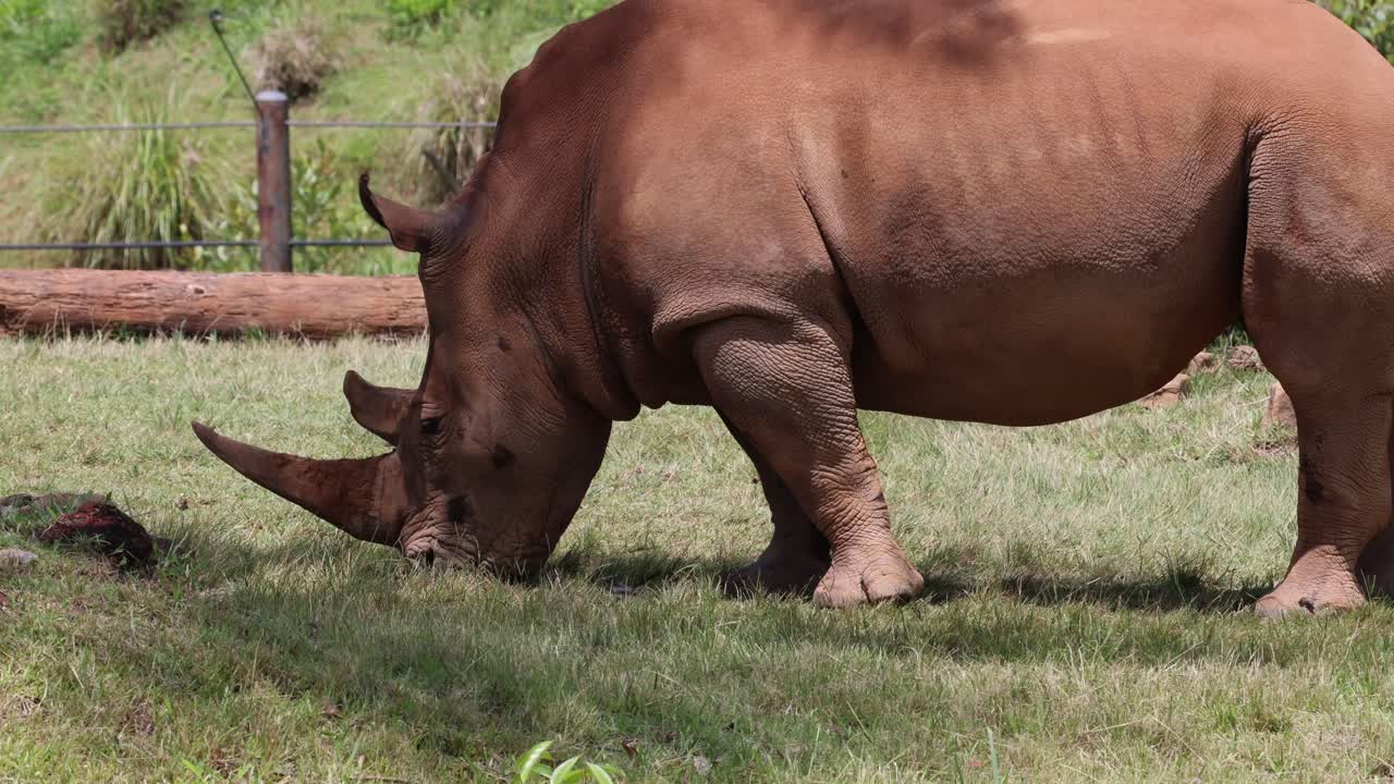 코소는 빛이 내리는 잔디로 된 구역에서 이동하고 먹이를 먹습니다.